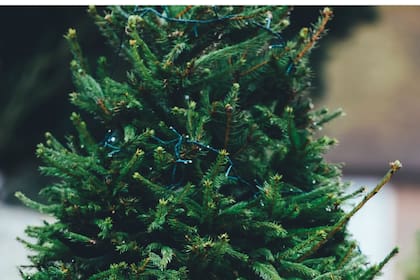 El riego es clave para evitar que se seque