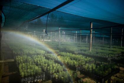 El riego incluye diferentes nutrientes para que los pinos puedan hacer frente a las inclemencias del tiempo y los insectos una vez que son plantados