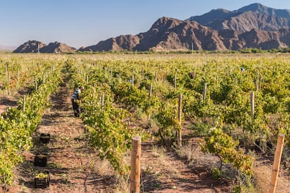 El riego por goteo es clave en el proyecto