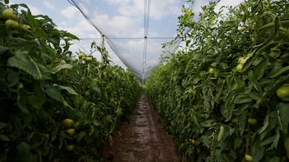 El riego por goteo permite ahorrar +30% de agua en la producción.