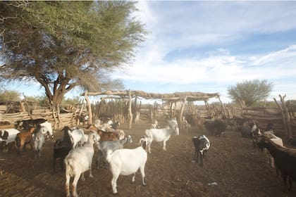 El riesgo más urgente de la inactividad de la planta, es que el pueblo de Jáchal tiene que seguir usando entonces el agua que saca del río Jáchal