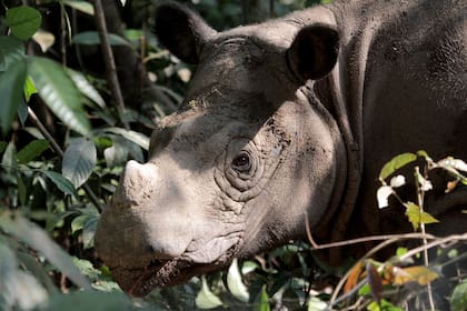 El rinoceronte de Sumatra, uno de los animales más raros del mundo, cerca de la extinción