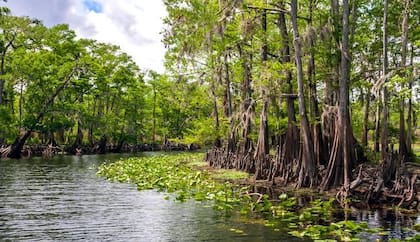 El río St. Johns es más largo de Florida