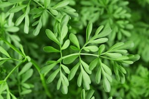 El ritual con ruda que es necesario replicar en Semana Santa