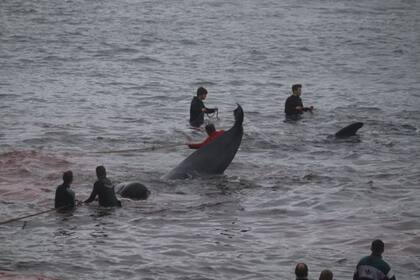 El ritual es conocido como grindadráp y se realiza anualmente