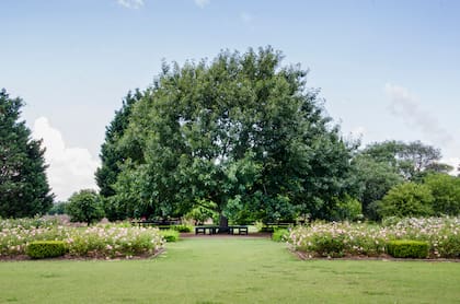 El roble europeo es el gran protagonista del rosedal. Bajo su sombra, un lugar de estar.