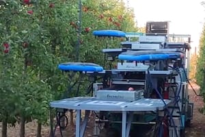 En Israel cosechan una fruta con una impactante tecnología