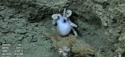 El robot submarino SuBastian es capaz de capturar imágenes en ultra alta definición
