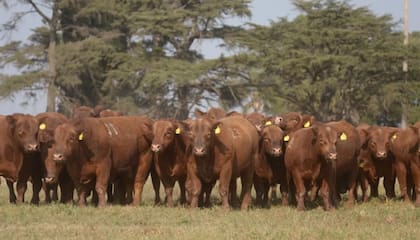El rodeo Angus colorado de Angel Barbieri en su campo de Victoria, Entre Ríos