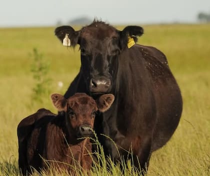 El rodeo está compuesto por vacas puras controladas y por vaquillonas de 15 y 20 meses, de donde obtiene la reposición; el resto de los animales se comercializa de manera particular o en remates junto a otras cabañas