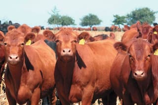 Vicentin, ganadería y el nuevo orden para el campo