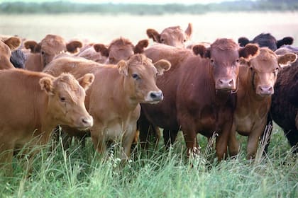 El rodeo total, según el Gobierno, se mantiene en equilibiro pese que hay menos vacas y vaquillonas