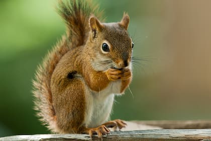 Muchos barrios cerrados tienen plagas de ardillas que dañan los cables de la zona