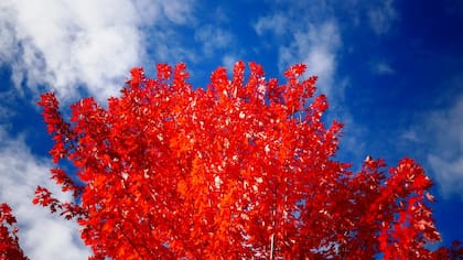 El rojo es el hermano mayor de los colores.