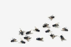 Cómo usar romero para deshacerte de las moscas de forma natural