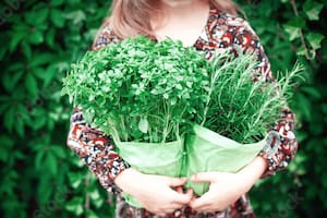 Memoria y concentración: la hierba que las refuerza y es clave