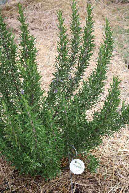El romero es una planta noble que puede estar tanto dentro como fuera de la casa