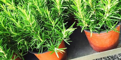 El romero está cargado de antioxidantes y compuestos antiinflamatorios