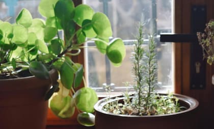 El romero se convirtió es uno de los símbolos más representativos del feng shui