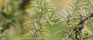 La hierba muy utilizada en la cocina que ayuda a la memoria y mejora la concentración