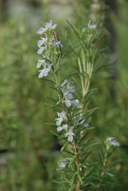 El romero soporta bien el viento y como plus, es atractivo para mariposas y polinizadores