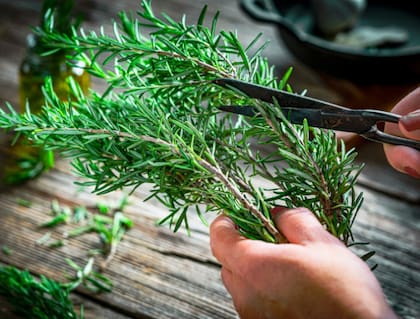 El romero tiene grandes propiedades protectoras. Foto:iStock