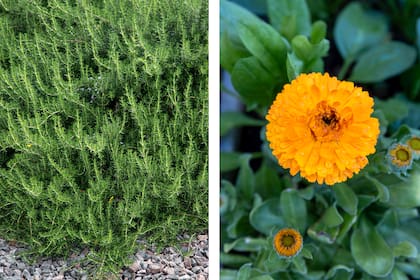 El romero y la caléndula incomoda a serpientes y lagartijas