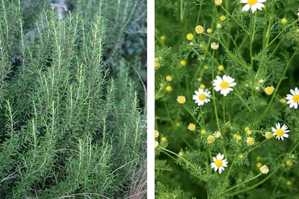 El romero y manzanilla son aromáticas beneficiosas para las mascotas