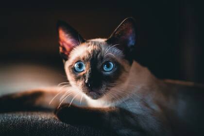 El ronroneo de los gatos puede tener efectos terapéuticos.