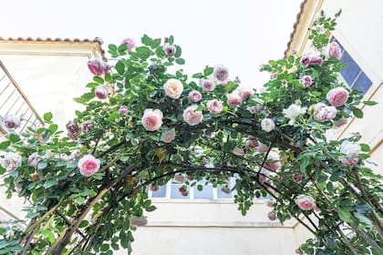 El rosal ‘Pierre de Ronsard’ cuenta con pimpollos en forma de copa, con floración abundante y follaje sano, además de suave perfume. Alcanza los dos metros de altura.