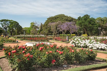 El Rosedal de Palermo alberga gran variedad de Rosas Modernas, aproximadamente 8.000 ejemplares, entre rosas Trepadoras, Arbustivas, Híbridos de Té, Floribundas y algunas Rosas Antiguas. Una combinación de perfumes y colores atrae a fanáticos de estas flores.