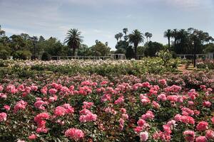 El Rosedal de Palermo alberga unas 8000 plantas de rosas de distintas variedades.