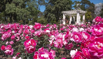 El Rosedal tiene 93 especies diferentes desperdigadas en una superficie de cuatro hectáreas