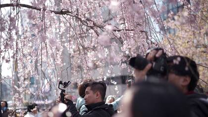 El sábado 25 de marzo se dio por empezada la temporada en Japón