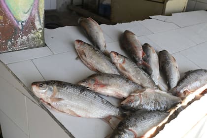 El sábalo, un eslabón clave del ecosistema y también de la economía pesquera