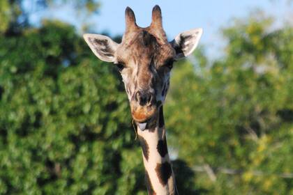 El safari de Florida que cerrará sus puertas dentro de unos meses