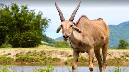 El safari de Portobello Resort recorre un área de 300.000 metros cuadrados donde viven 500 animales de fauna brasileña.