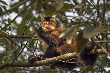 El safari propone un contacto íntimo con la naturaleza