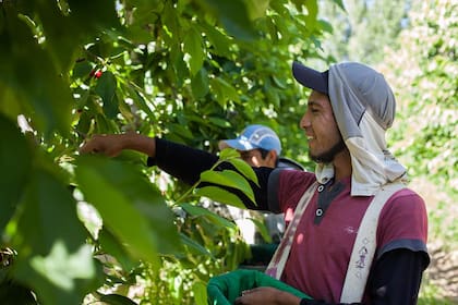 El salario de los peones rurales en julio y agosto tras el aumento