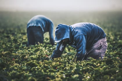 El salario promedio de los trabajadores agrícolas en Florida está por debajo de la media de Estados Unidos 