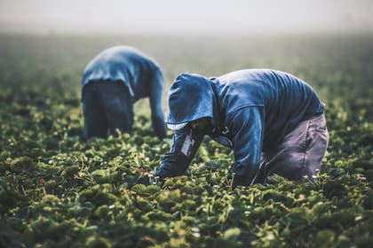 El salario promedio de los trabajadores agrícolas en Florida está por debajo de la media de Estados Unidos