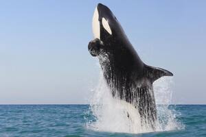 El nuevo ataque en manada de orcas asesinas que asombra a los científicos