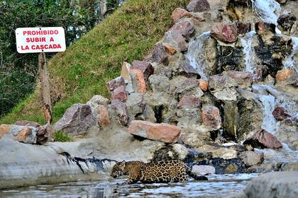 El santuario privado que recoge desde yaguaretés a tigres en la llanura pampeana