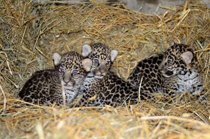 El santuario privado que recoge desde yaguaretés a tigres en la llanura pampeana