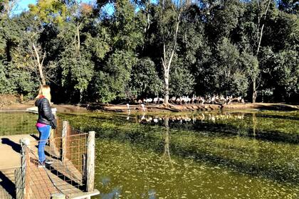 El santuario privado que recoge desde yaguaretés a tigres en la llanura pampeana