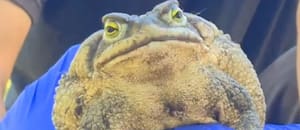 Encontraron un sapo de la arena gigante: por qué su tamaño sorprendió a los expertos