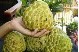 El saramuyo fortalece tiene un alto nivel de fierro y proteínas