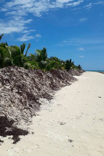 El sargazo afecta las costas del Caribe desde 2014.