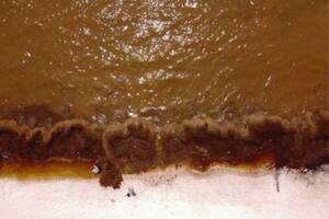 El sargazo ya invade las playas de Quinta Roo, en México, y avanza hacia Estados Unidos