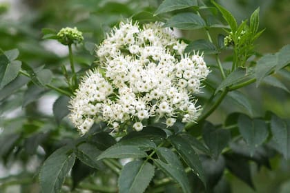 El sauco, Sambucus australis, funciona bien en veredas angostas